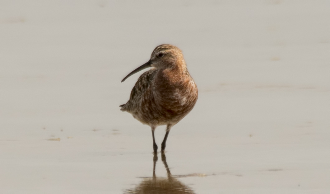 Curlew Sandpiper